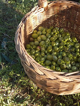 cesto olive raccolte a mano